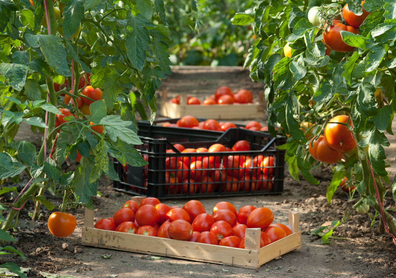 Tomato Express  – Managing Food Surplus In Ierapetra